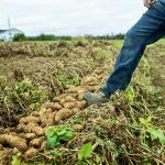 McCain foods has launched Presia Ag Insights, a firm that will use artificial intelligence to advise growers.  Photo: McCain Foods
