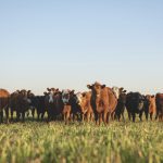 The industry’s standard tests for bovine tuberculosis are geriatric. Why haven’t we developed better ones?