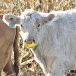 Calves near Deerwood Nov. 19 sport weaning nose flaps as the herd is turned out to corn graze.