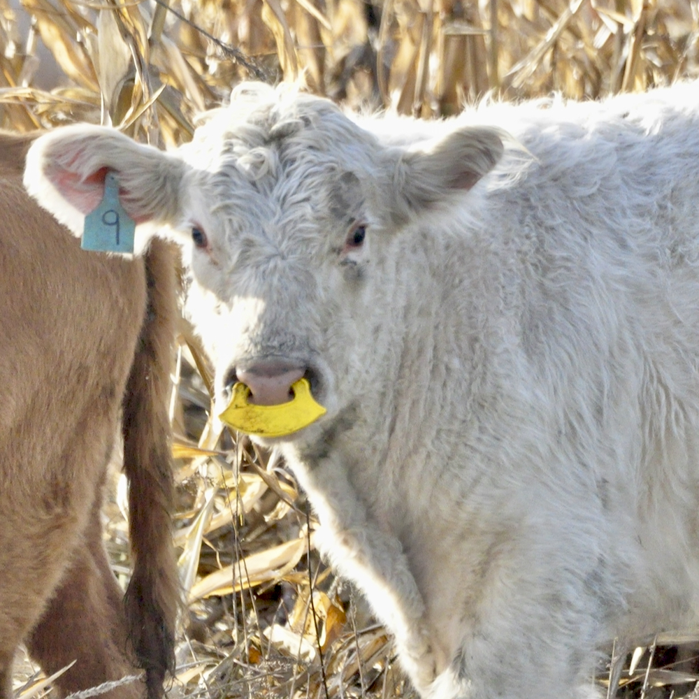 Calves near Deerwood Nov. 19 sport weaning nose flaps as the herd is turned out to corn graze.