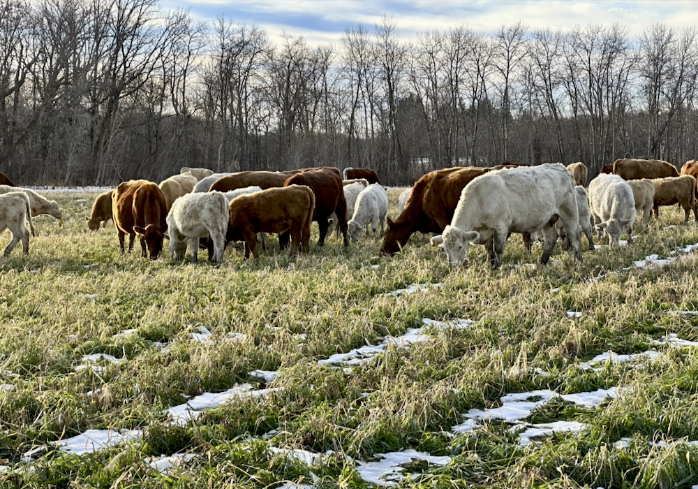 Cattle in south-central Manitoba graze through the vestiges of snow during a mid-November warm streak.