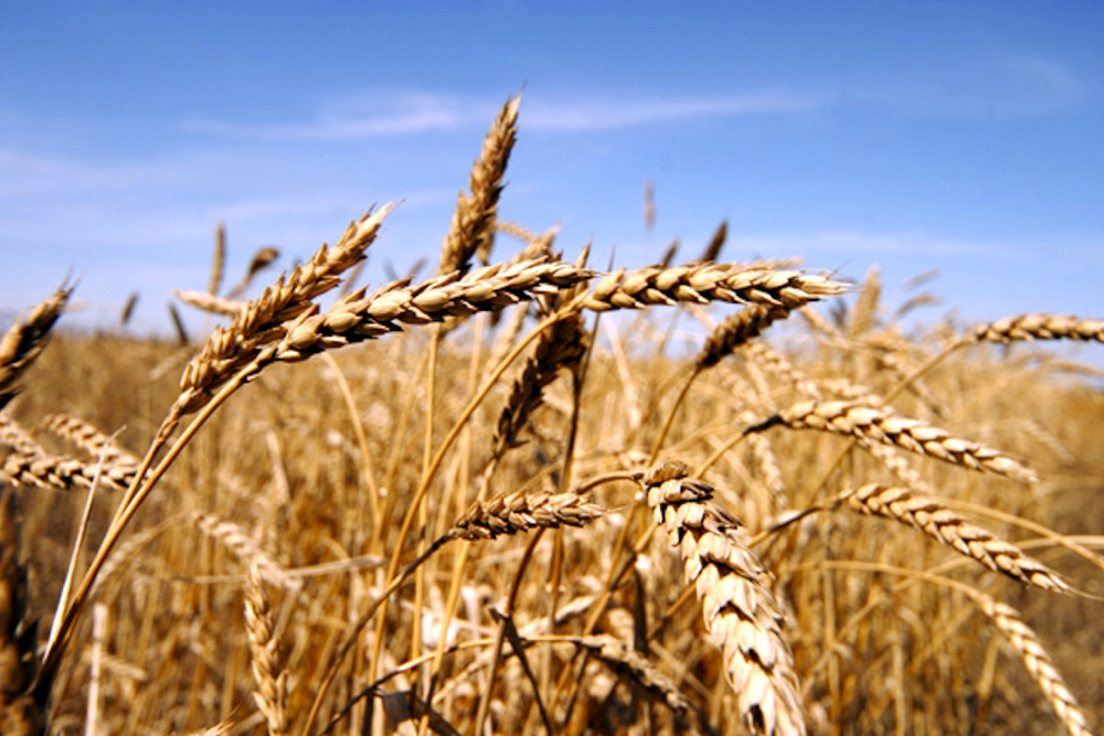 Brazil muscles into wheat market