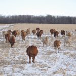 Prairie forecast: Average to above average temperatures to continue