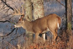 Seventeen new cases of CWD were identified during the 2022-23 hunting season.