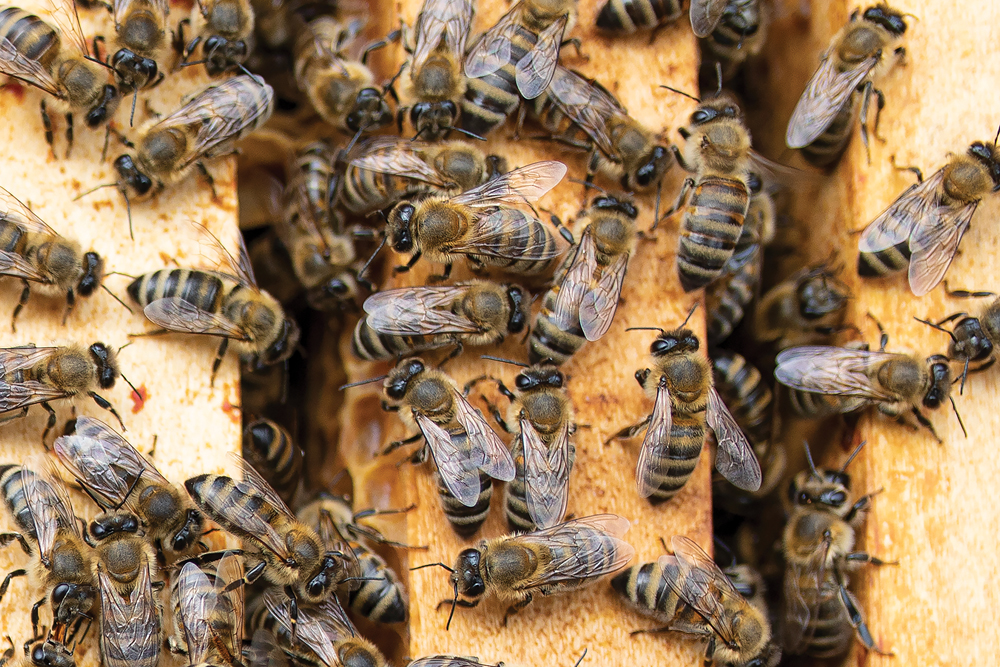 “The entire time I’ve been beekeeping, I’ve never thought twice about sugar availability, other than just the price going up a little bit because of supply and demand.” – Ian Steppler, Manitoba Beekeepers Association.