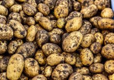 Processors are demanding it, but how does an underground crop adopt a movement that prioritizes low soil disturbance?