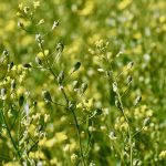 Global Clean Energy owns 20 patented spring and winter varieties of camelina. One of the newest varieties has confirmed resistance to imazamox and imazethapyr, the active ingredients in BASF’s Beyond and Pursuit Group 2 herbicides.
