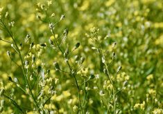 Global Clean Energy owns 20 patented spring and winter varieties of camelina. One of the newest varieties has confirmed resistance to imazamox and imazethapyr, the active ingredients in BASF’s Beyond and Pursuit Group 2 herbicides.