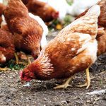 Outside the Portage la Prairie cluster, the province has found eight wild HPAI cases in southern Manitoba this fall.