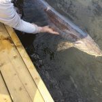 Releasing a sturgeon.