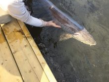 Releasing a sturgeon.