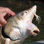 The mouth of a sturgeon, normally retracted into the mouth, can extend down like a piece of vacuum cleaner hose.