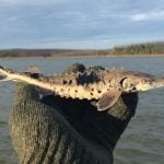 Juvenile sturgeon are well protected by sharp, bony plates on the back and sides.