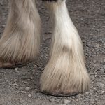 The feathering on many draft horse breeds can hide signs of chronic progressive lymphedema.