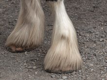 The feathering on many draft horse breeds can hide signs of chronic progressive lymphedema.