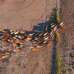 A file photo of cattle mustering in Australia’s Outback. (Hypedesk/iStock/Getty Images)
