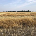 Swathed canola dries down in preparation of harvest in Manitoba's Interlake. 