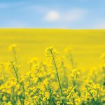 The annual demand for biofuel in Canada is expected to reach 10 billion litres by 2030.