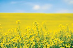 The annual demand for biofuel in Canada is expected to reach 10 billion litres by 2030.
