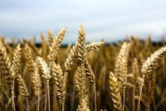 Rising loonie and weaker futures weigh on spring wheat bids