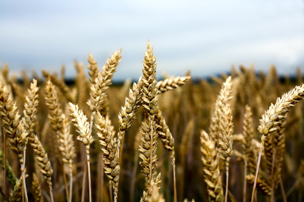 Rising loonie and weaker futures weigh on spring wheat bids