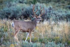 Mule deer have made up the bulk of Manitoba chronic wasting disease cases.
