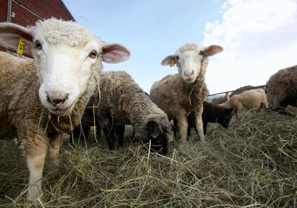 Manage ewes now for lambing success
