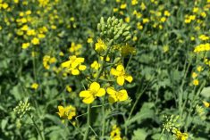 Canola plants in flower in a field north of Lorette, Man. on July 20, 2022. (Dave Bedard photo)
