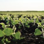 Despite some limitations, soybeans have been a major success story in Manitoba.