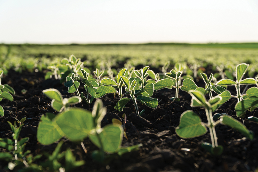 Despite some limitations, soybeans have been a major success story in Manitoba.