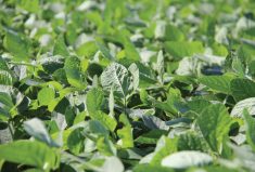 Producers are being urged to diversify their soybean stands.