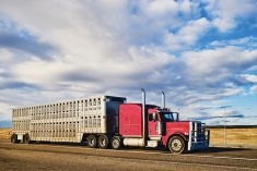 Recommendations include allowing greater flexibility for livestock transporters at the beginning and end of their trips.