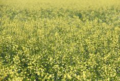 A canola field in the Manitoba Interlake. At the end of 2023, canola had its largest net short position ever, at more than 107,000 contracts on Dec. 12.