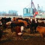 Terrific prices, optimism but several ongoing issues for cattle markets through 2023