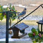 A blue jay comes to visit against a still-brown landscape of south-central Manitoba near Deerwood in early December.