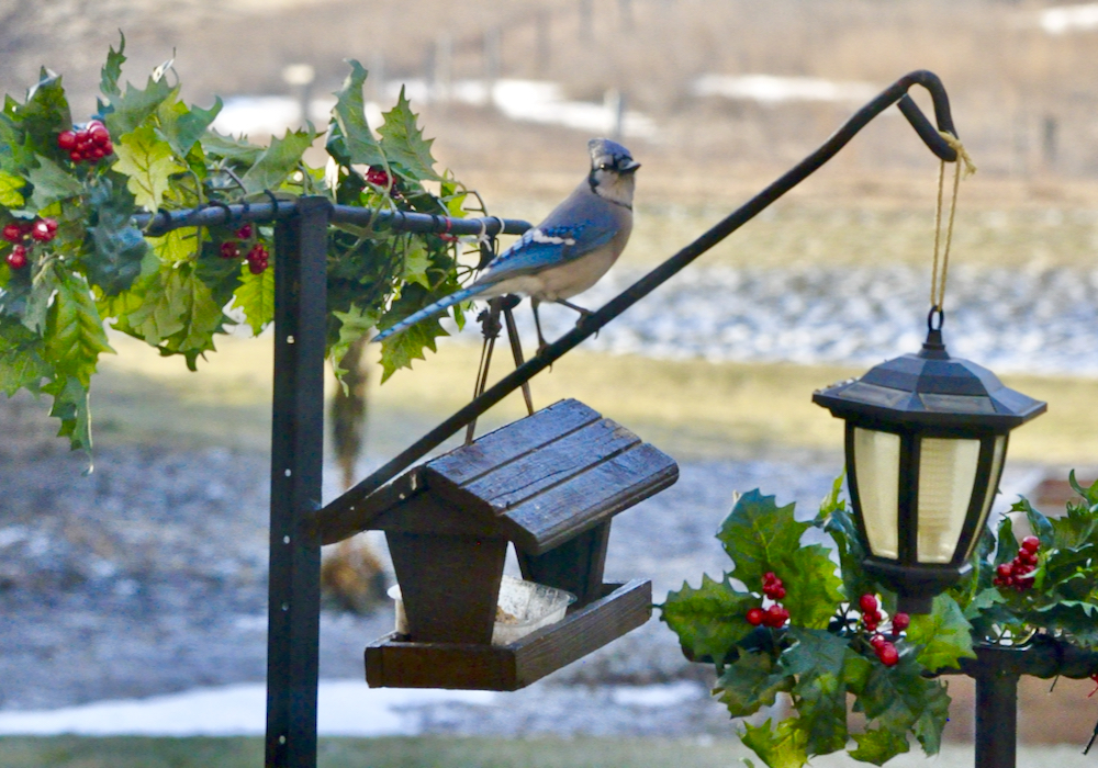 A blue jay comes to visit against a still-brown landscape of south-central Manitoba near Deerwood in early December.