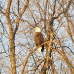 A bald eagle perches in the trees near Roseisle in south-central Manitoba.