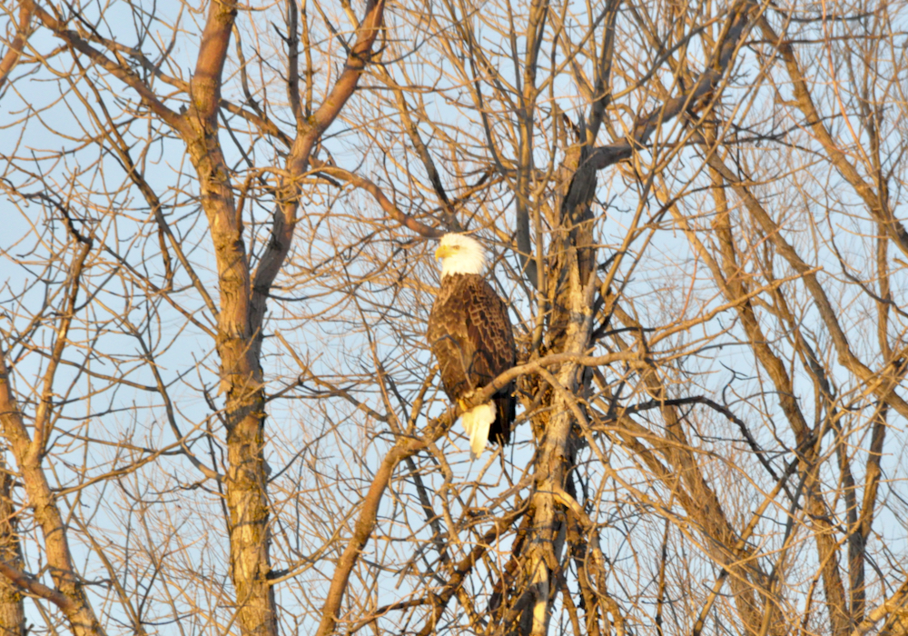 A bald eagle perches in the trees near Roseisle in south-central Manitoba.