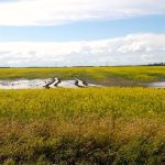 A flooded canola field in Manitoba's Interlake.