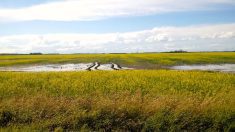 A flooded canola field in Manitoba's Interlake.
