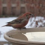 Red crossbills are not an unusual sight in Manitoba, but they’ve been particularly plentiful this year.