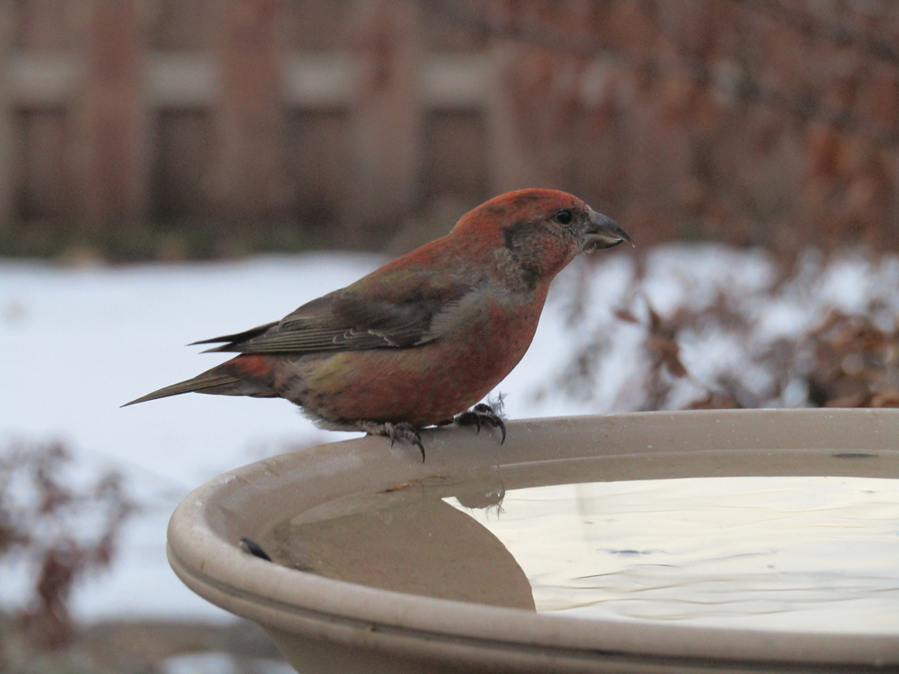 Red crossbills are not an unusual sight in Manitoba, but they’ve been particularly plentiful this year.