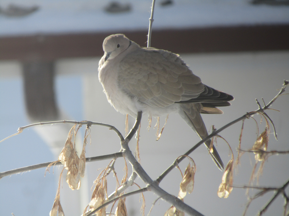 The Eurasian collared dove photographed in southern Manitoba.