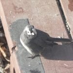 White feathers around the eyes of a normally dark junco are indicative of leucism.