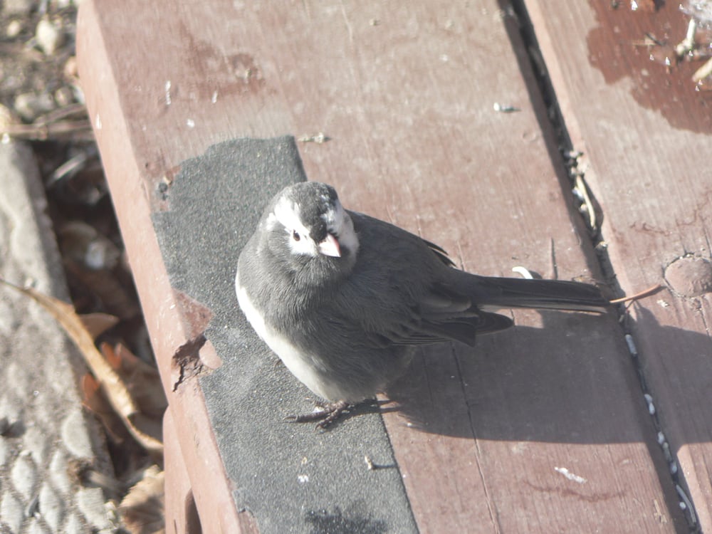 White feathers around the eyes of a normally dark junco are indicative of leucism.