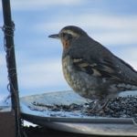 A varied thrush photographed in MacGregor in 2022.
