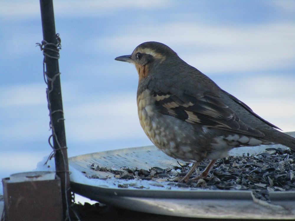 A varied thrush photographed in MacGregor in 2022.