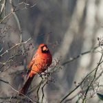 Cardinals are an exciting sight for Manitoba birders.