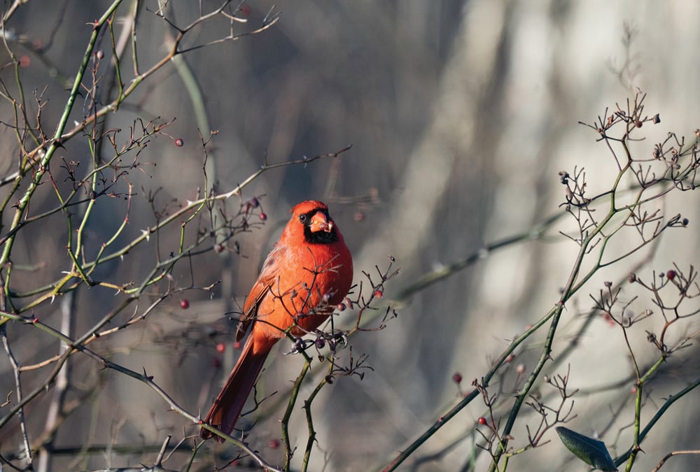 Cardinals are an exciting sight for Manitoba birders.