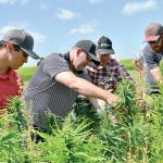Tour attendees examine hemp plots in 2017.  photos:ALEXIS STOCKFORD